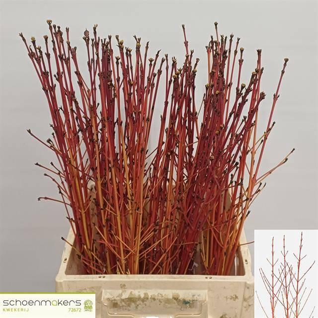 <h4>CORNUS SA WINTER BEA</h4>