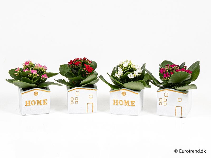 <h4>KALANCHOE BLOSSFELDIANA 'MINI' E 4217</h4>