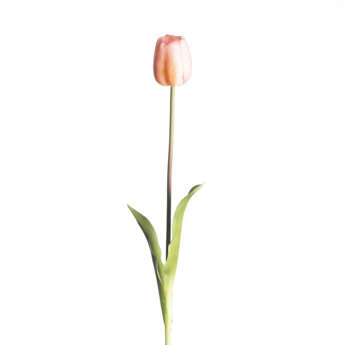 <h4>AF Tulip French L60cm L.Pink</h4>
