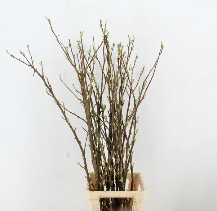 RIBES PER  STEM 120CM