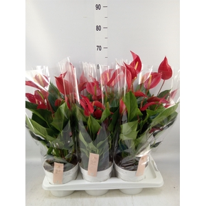Anthurium  'Banderola Roja'