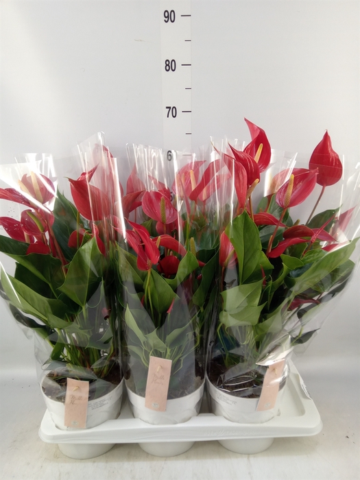 <h4>Anthurium  'Banderola Roja'</h4>