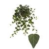 Hedera He Wilco Beperkt leverbaar