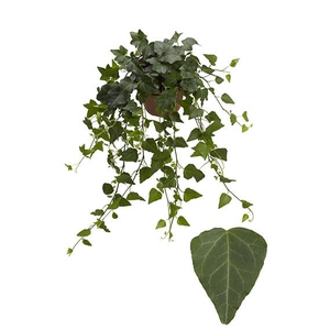 Hedera He Wilco Beperkt leverbaar
