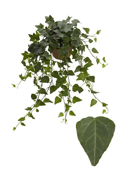 <h4>Hedera He Wilco Beperkt leverbaar</h4>