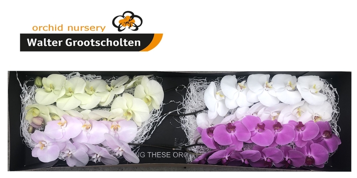 <h4>Phalaenopsis Mix Surprise Doos</h4>