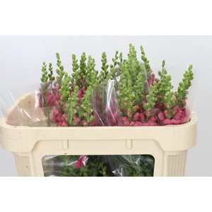 Antirrhinum Avignon Rose