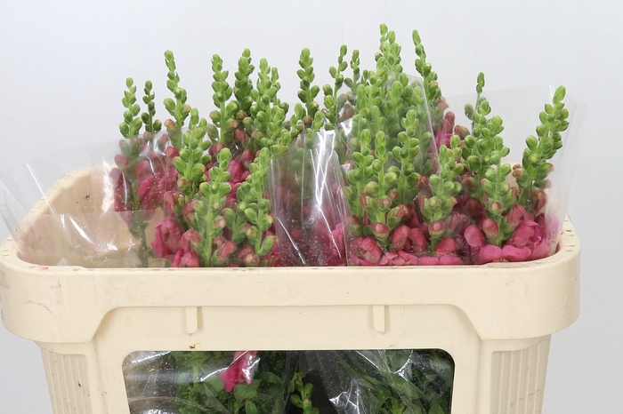 <h4>Antirrhinum Avignon Rose</h4>