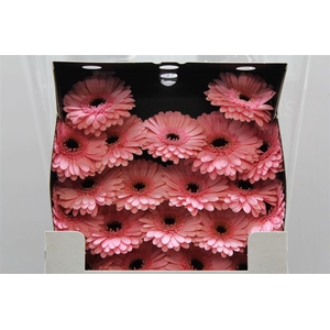 Germ D Petticoat