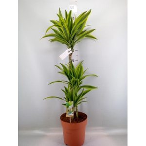 Dracaena fr de 'LemonLime'