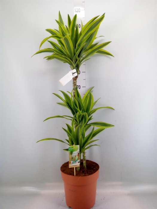 <h4>Dracaena fr de 'LemonLime'</h4>
