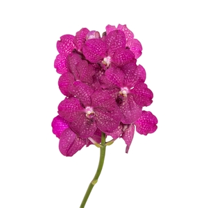 Vanda Sumathi Magic Fuchsia