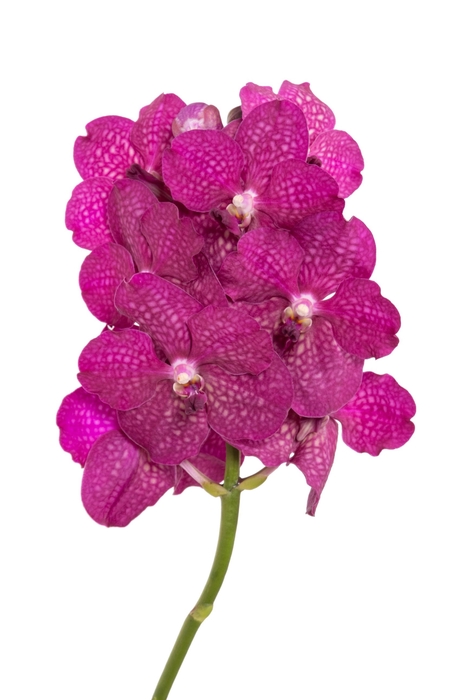 <h4>Vanda Sumathi Magic Fuchsia</h4>