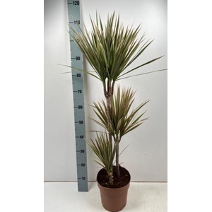 Dracaena Bicolor 21Ø 110cm 3pp