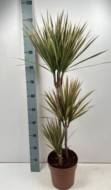 Dracaena Bicolor 21Ø 110cm 3pp