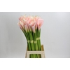 Zantedeschia Eydolls Salmon