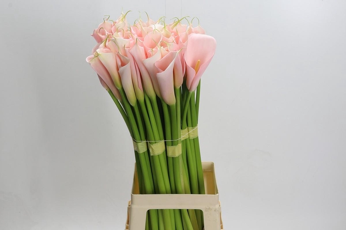 <h4>Zantedeschia Eydolls Salmon</h4>