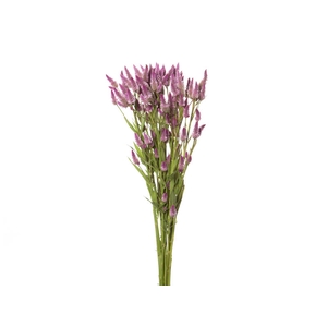 CELOSIA RABO DE GATO 070 CM ROSA