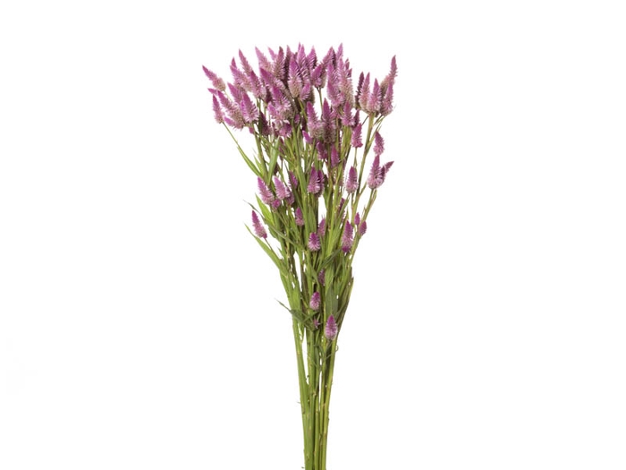 CELOSIA RABO DE GATO 070 CM ROSA