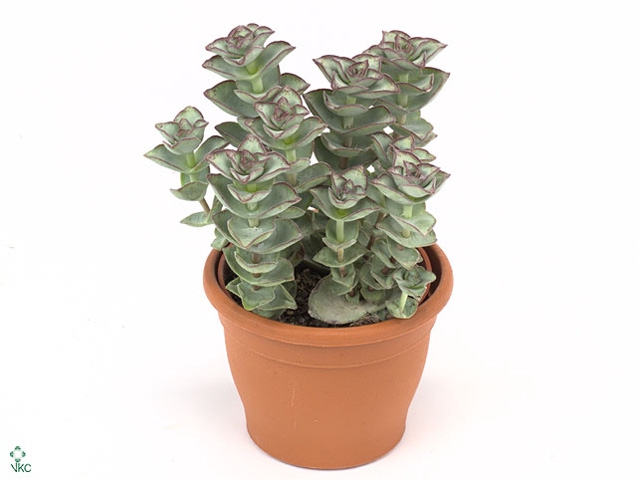 Crassula perforata 'Giant Form'