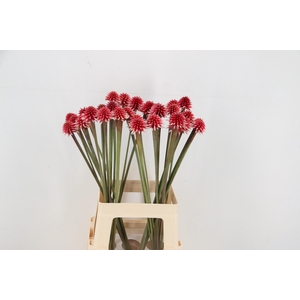 GUACAMAYA SUPERBA MAGUIRE