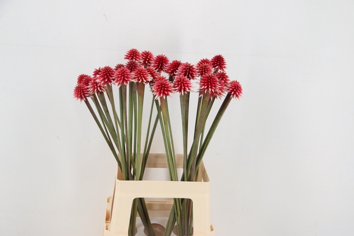 <h4>GUACAMAYA SUPERBA MAGUIRE</h4>