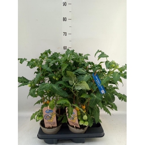 Solanum lycopersicum   ...