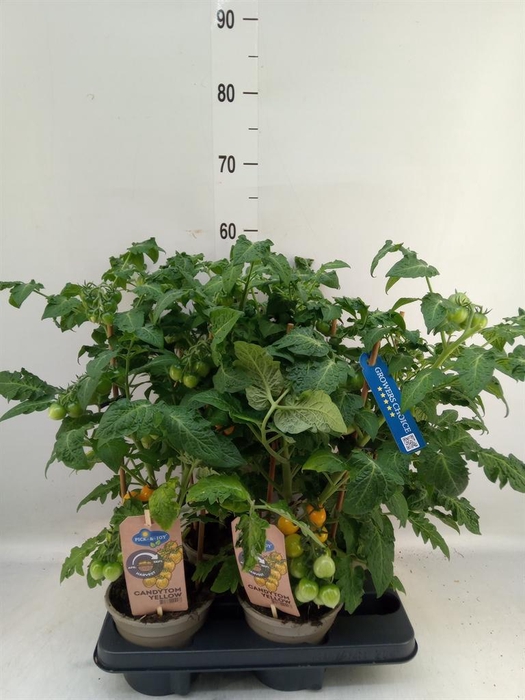 <h4>Solanum lycopersicum   ...</h4>