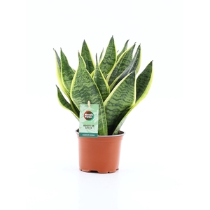 Sansevieria 'Futura Superba'