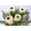 Protea Barbigera Ice Queen Air
