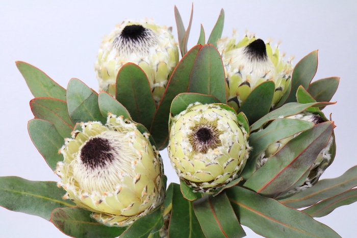 <h4>Protea Barbigera Ice Queen</h4>