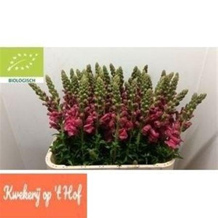 <h4>Antir Avignon Rose</h4>
