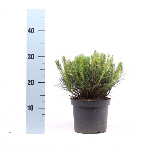 <h4>Pinus mugo mughus</h4>