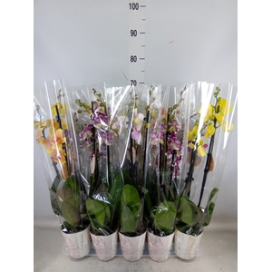 Phalaenopsis   ...