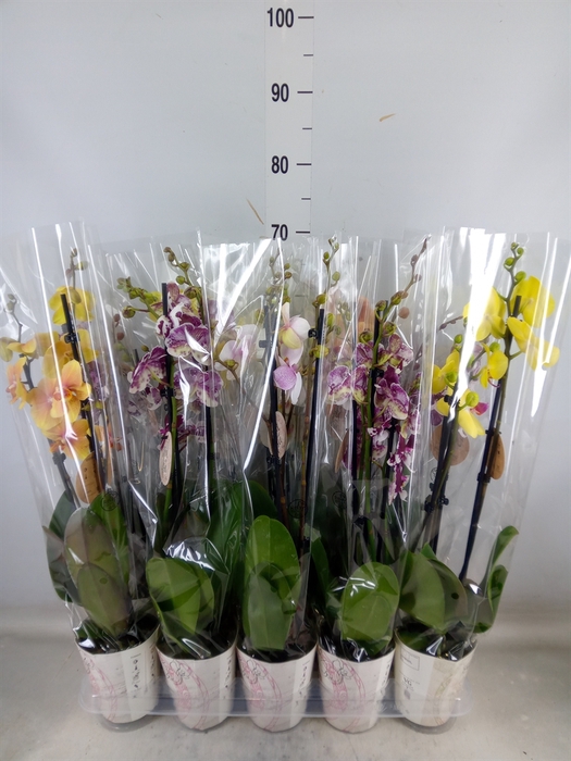 <h4>Phalaenopsis   ...</h4>