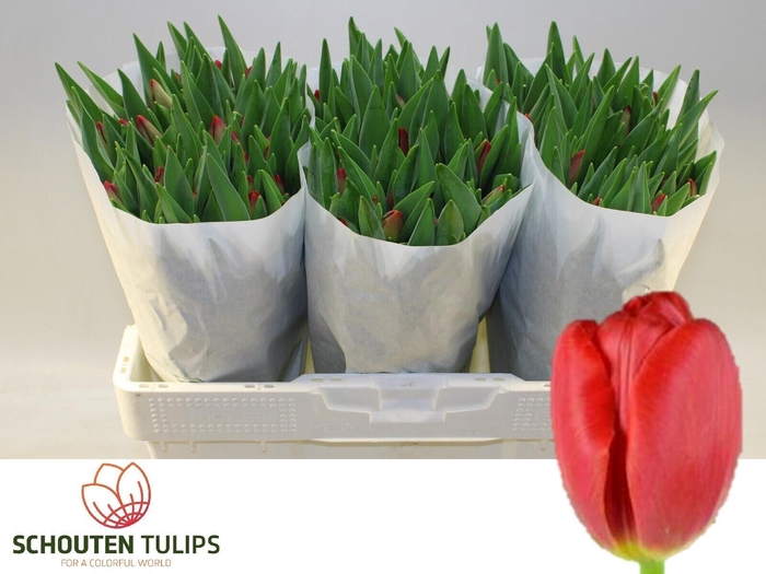 <h4>TU EN RESCUE</h4>