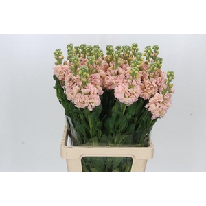 Matthiola Iron Apricot