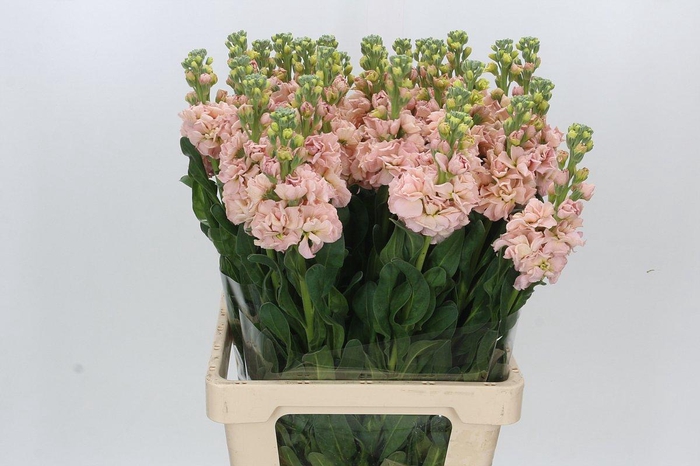 <h4>Matthiola Iron Apricot</h4>