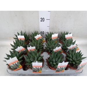 Haworthia   ...