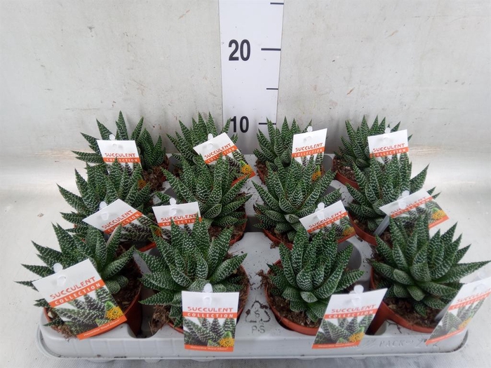 <h4>Haworthia   ...</h4>