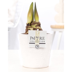 Hippeastrum white in P&PURE Juliette ceramics white