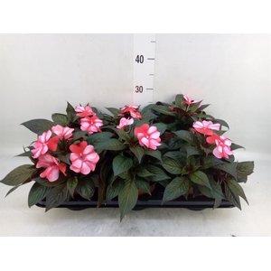 Impatiens NG 'ColPow Coral Flame'