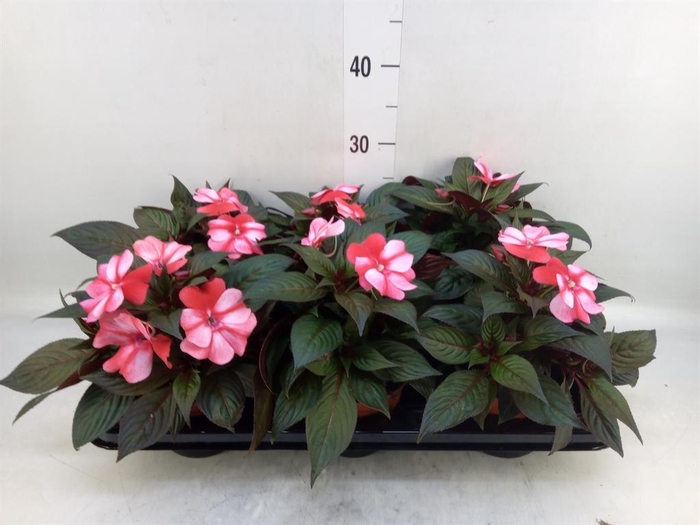 <h4>Impatiens NG 'ColPow Coral Flame'</h4>