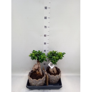 Ficus microcarpa 'Ginseng'
