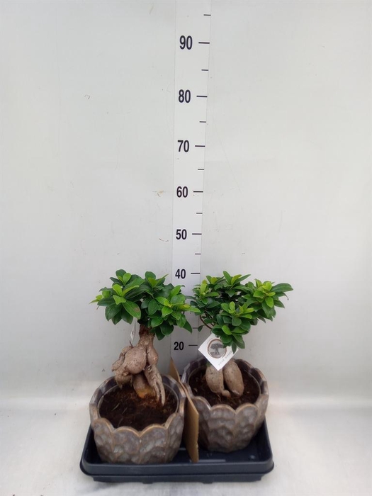 <h4>Ficus microcarpa 'Ginseng'</h4>