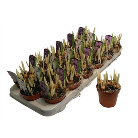 <h4>Crocus Gemengd</h4>