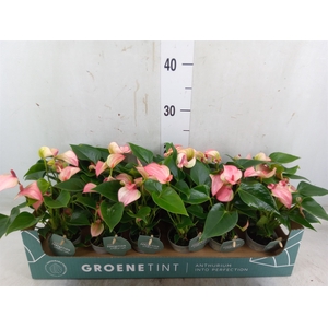 Anthurium  'Matata'