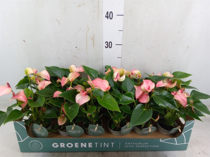 <h4>Anthurium  'Matata'</h4>