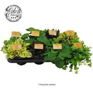 Peperomia gemengd 10,5cm