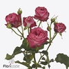Rosa spray magic trendsetter